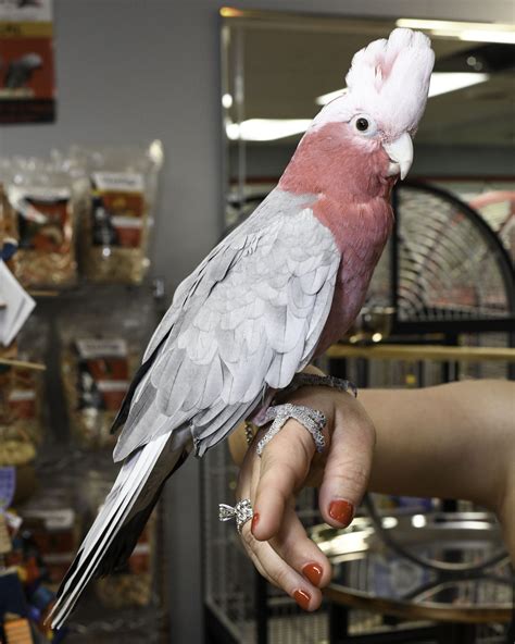 Browse through available <b>cockatoos for sale</b> and adoption in indiana by aviaries, breeders and <b>bird</b> rescues. . Cockatoo for sale near me